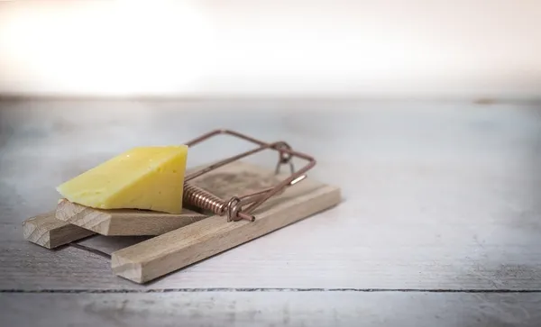cheese