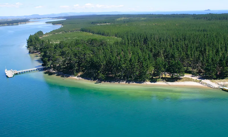 Matakana SMALL