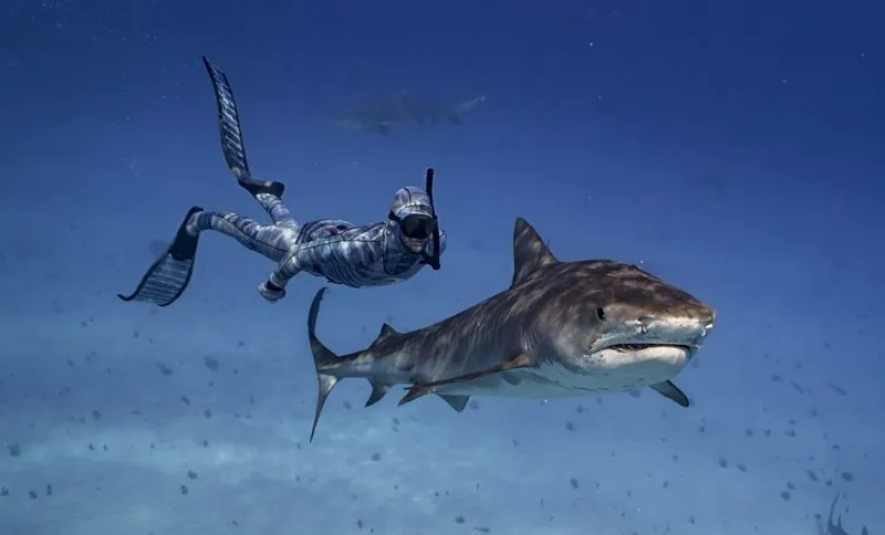 Riley+sharks
