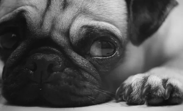 pug2