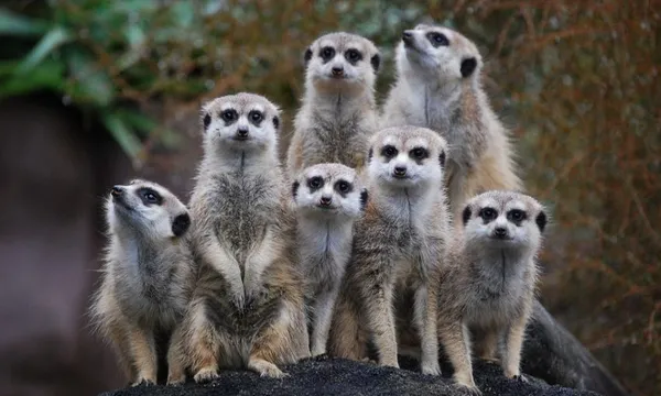 Suricata_suricatta_-Auckland_Zoo_-group-8a