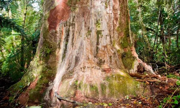 Kauri dieback-8608_lg