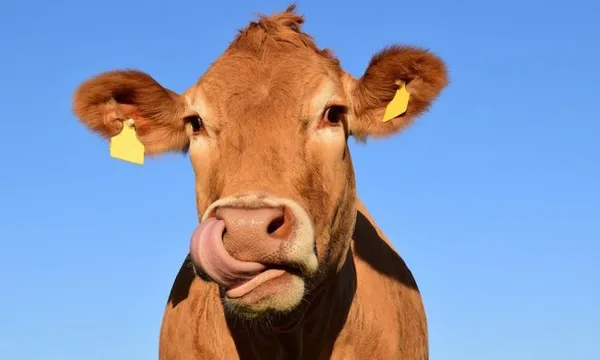 cow-1715829_1280-850×514