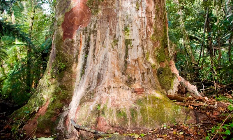 Kauri dieback-8608_lg