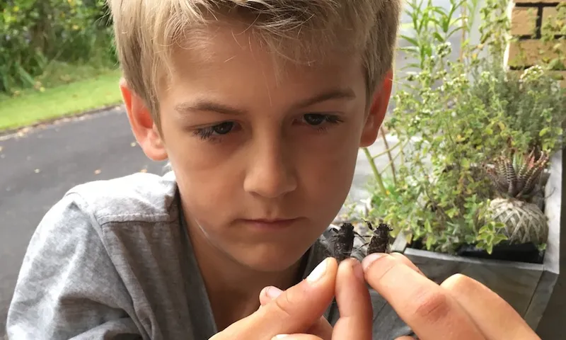 Olly Hills and his cicadas.