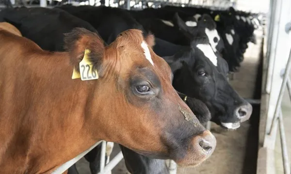 Dairy Cows in Milking Parlour