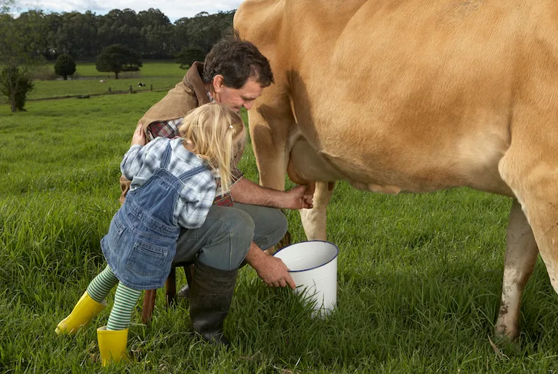Father and daughter (3-4) milking cow in meadow