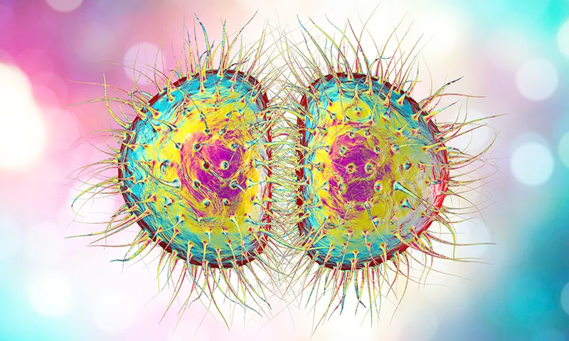 Neisseria gonorrhoeae bacteria, illustration