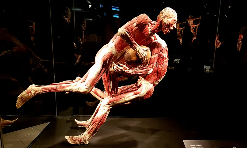 body vital feature image