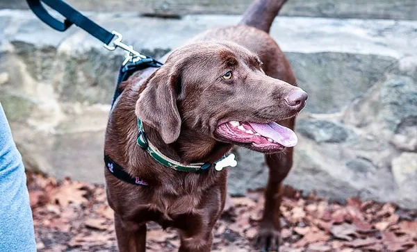 dog lead