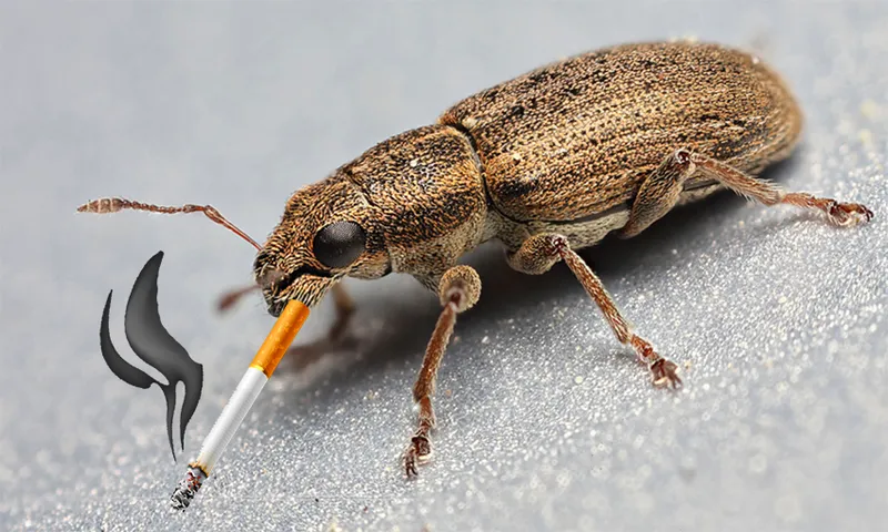 bad bugs