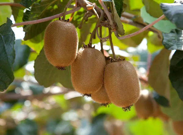 Perfect kiwifruit