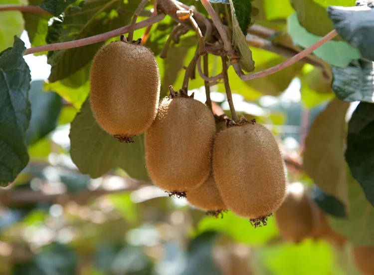 Perfect kiwifruit