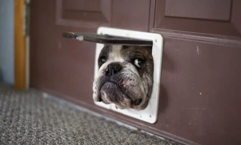 Bulldog trying to get through a cat door