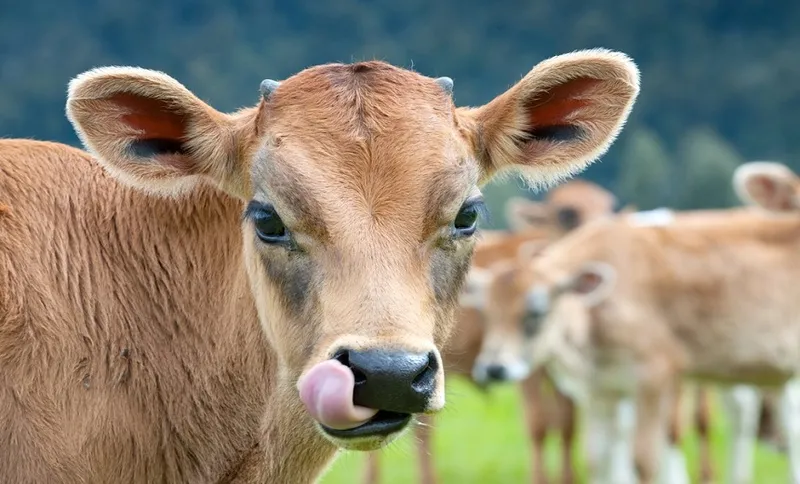 COW