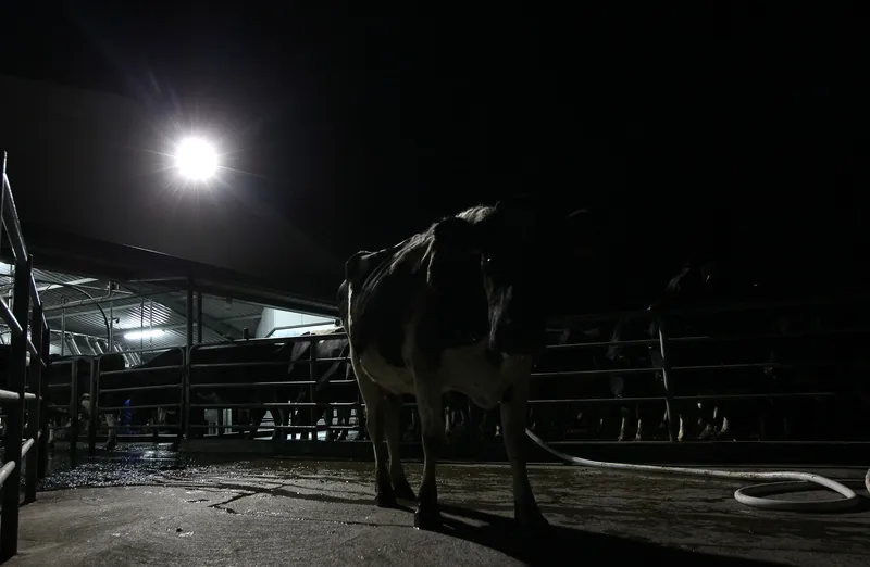Dairy Farming In Waikato
