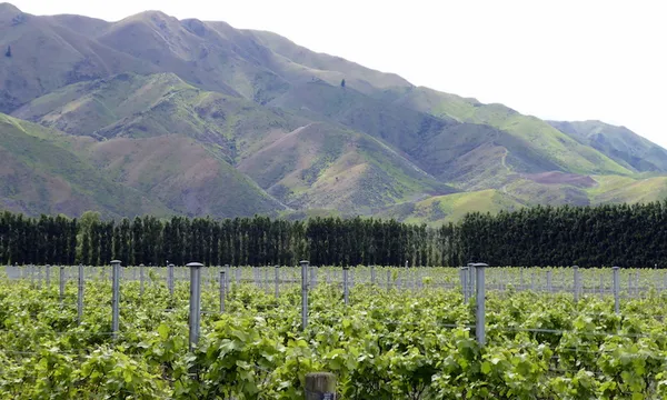 Kurow Winery Vineyard