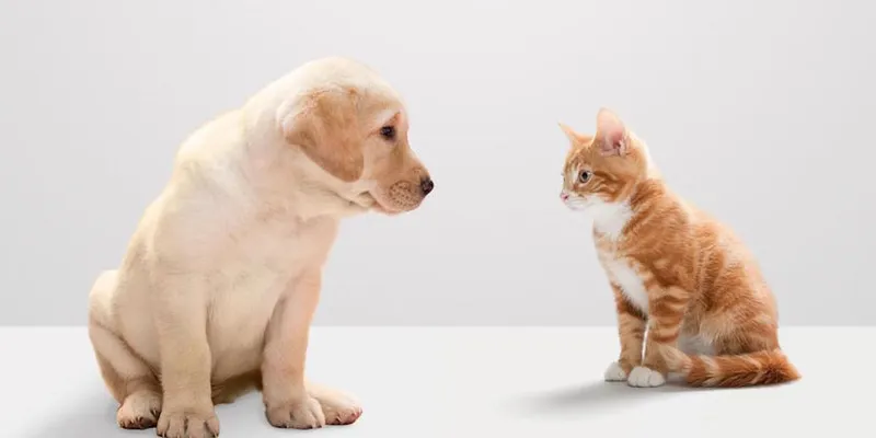 Kitten and labrador puppy