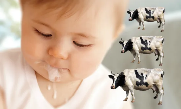 milkfeat