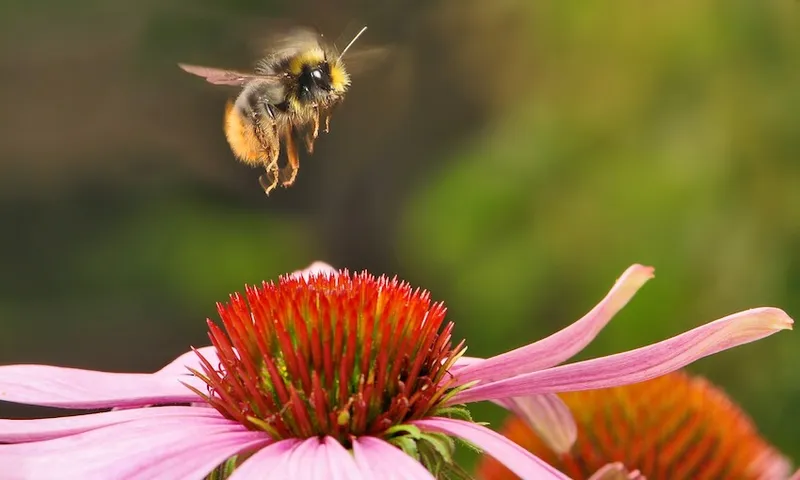 bumblebee-538595_1280