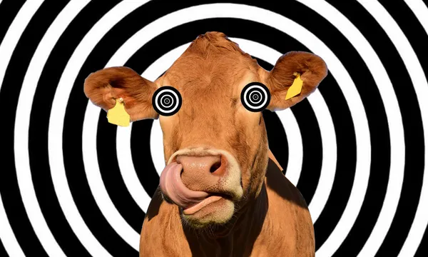 cow