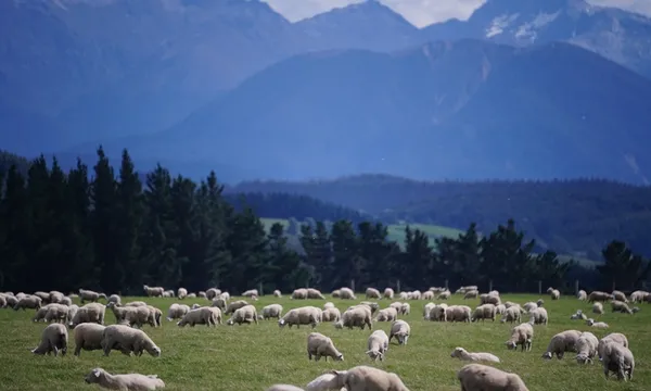 rural farm with sheep