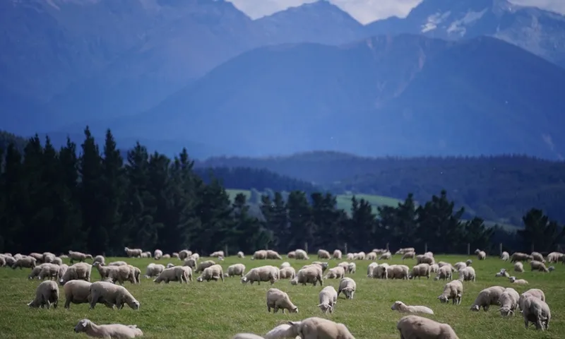 rural farm with sheep