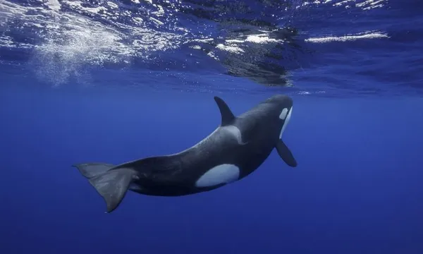 Orca swimming towards the surface to breath. Image was taken in the Pacific Ocean way off the east coast of the North Island of New Zealand.