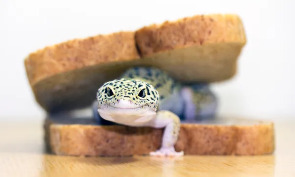 Animal on a sandwich with bread