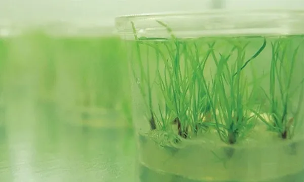 gm_ryegrass