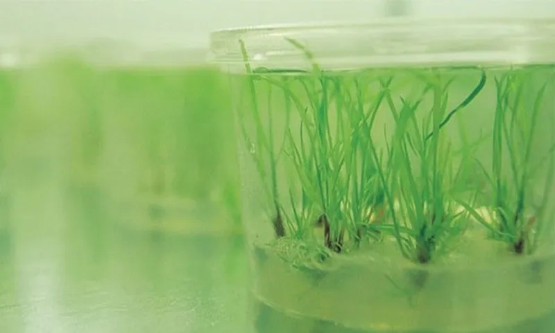 gm_ryegrass