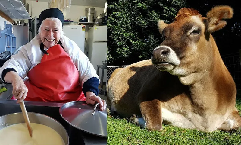 biddy and cow