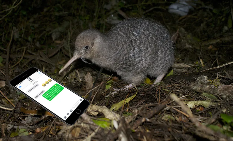 Kiwi on the phone