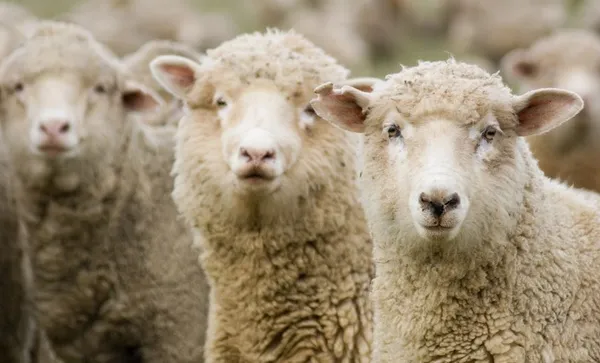 Three Sheep in a Row
