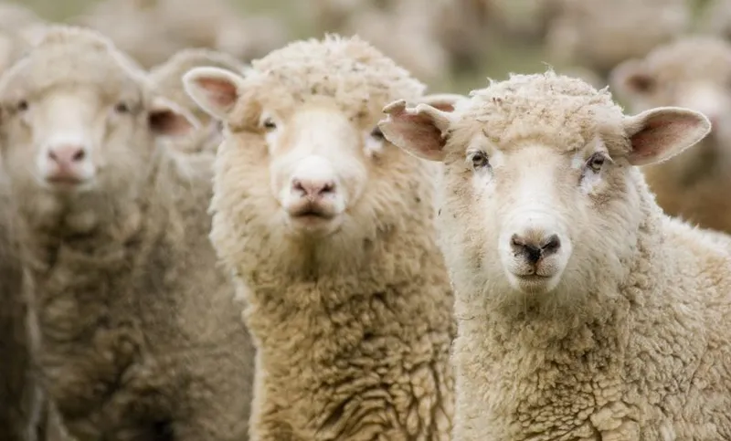 Three Sheep in a Row