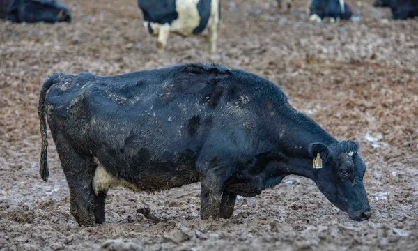 cow knee deep in mud Fish and Game