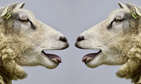 talking sheep