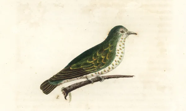 Pipiwharauroa