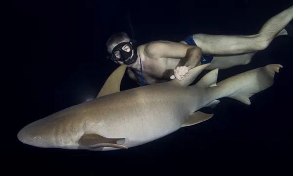 A guy in speedos swimming with a shark Getty