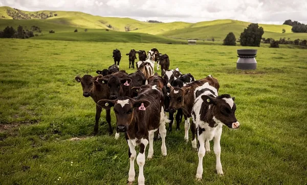 rural farm cows