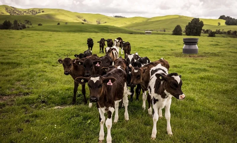 rural farm cows