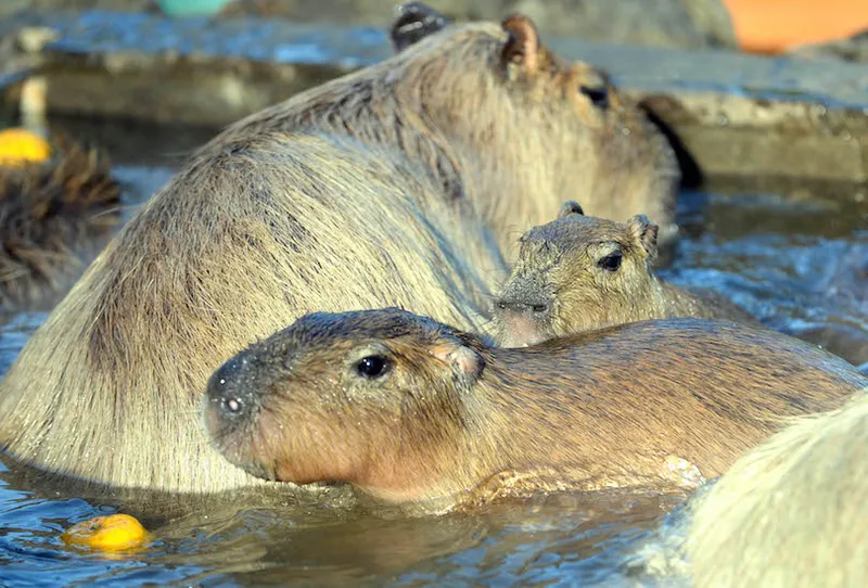 JAPAN-ANIMAL-CAPYBARA