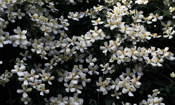 clematis flower