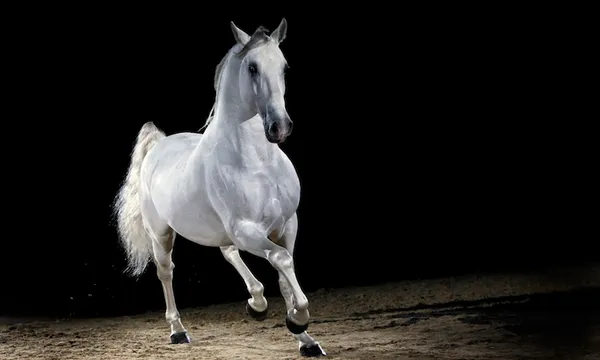 Lipizzaner horse stallion trotting