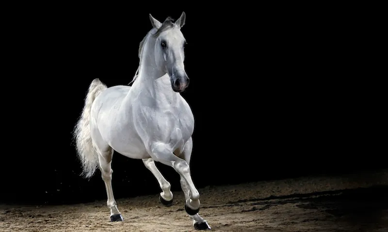 Lipizzaner horse stallion trotting