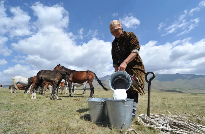 A Kyrgyz woman pours mare's milk, known