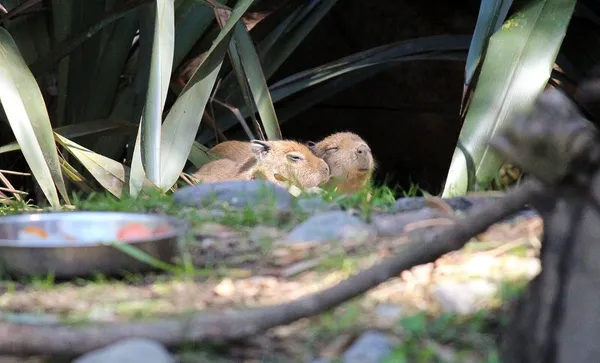 Capybara4
