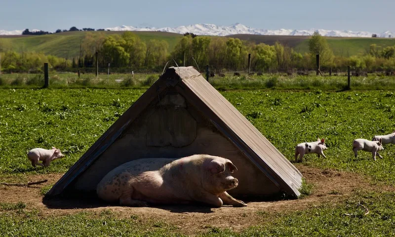 (DO NOT USE) Freedom Farms pig farm 1
