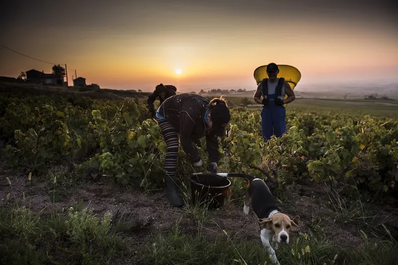 FRANCE-WINE-HARVEST-BEAUJOLAIS