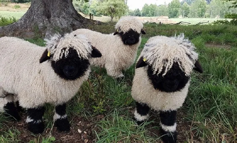 LAMBS